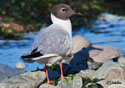 Larus Philadelphia